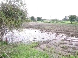 Rajasthan: खेतों में जल भराव से सोयाबीन की फसल बर्बाद, परेशान किसानों ने कहा- मिट्टी में मिल गई सारी मेहनत Rajasthan: खेतों में जल भराव से सोयाबीन की फसल बर्बाद, परेशान किसानों ने कहा- मिट्टी में मिल गई सारी मेहनत