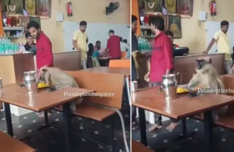 न शरारत की, न तोड़फोड़…रेस्टोरेंट में टेबल पर बैठकर शांति से खाना खाता नजर आया लंगूर