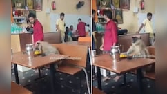 न शरारत की, न तोड़फोड़…रेस्टोरेंट में टेबल पर बैठकर शांति से खाना खाता नजर आया लंगूर