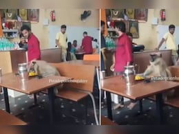 न शरारत की, न तोड़फोड़…रेस्टोरेंट में टेबल पर बैठकर शांति से खाना खाता नजर आया लंगूर