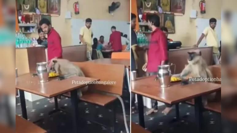 न शरारत की, न तोड़फोड़…रेस्टोरेंट में टेबल पर बैठकर शांति से खाना खाता नजर आया लंगूर न शरारत की, न तोड़फोड़…रेस्टोरेंट में टेबल पर बैठकर शांति से खाना खाता नजर आया लंगूर