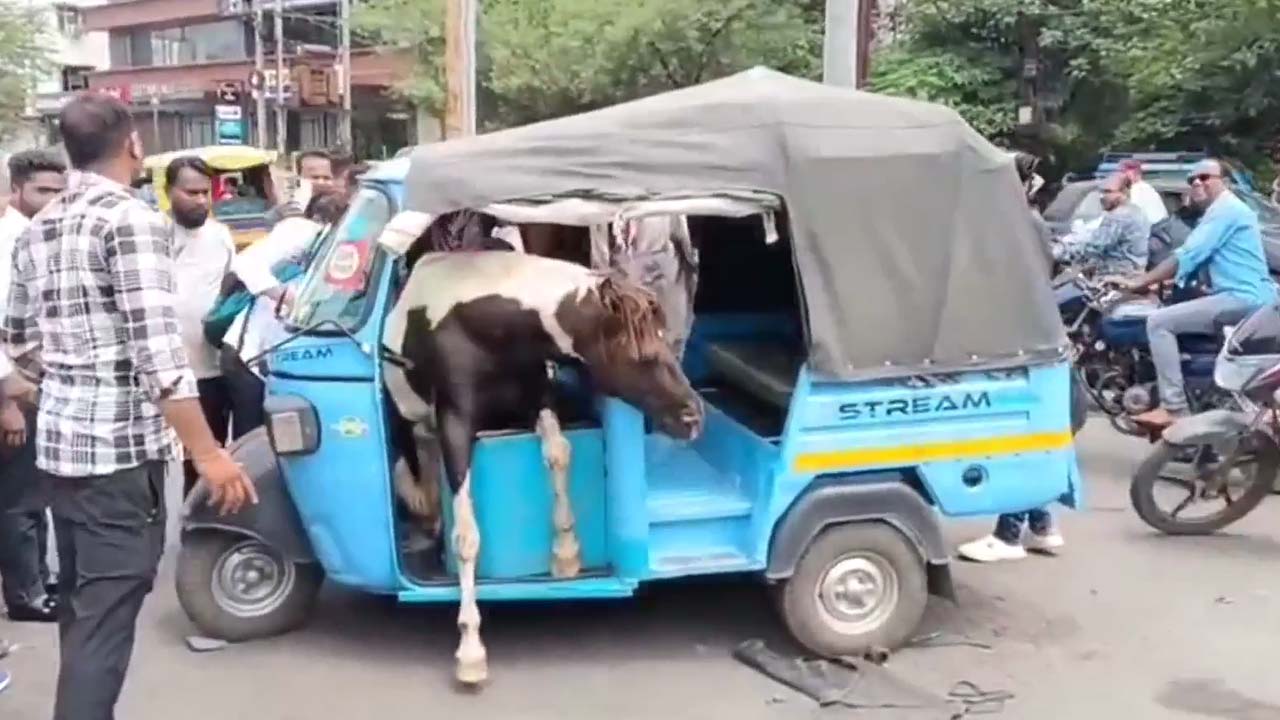 Video: Horses Fight In Madhya Pradesh, One Leaps Into Rickshaw And Gets Stuck