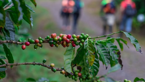 5 Unique Guided Tours In Goa For A True Taste Of Susegad
