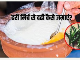 दूध में हरी मिर्च डालकर दही जमाना कितना आसान? ऐसा करने से क्यों जम जाता है दही और सही तरीका क्या है?