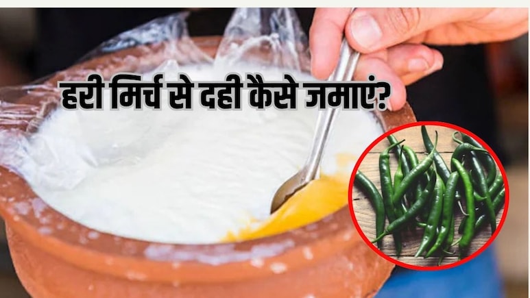 दूध में हरी मिर्च डालकर दही जमाना कितना आसान? ऐसा करने से क्यों जम जाता है दही और सही तरीका क्या है?
