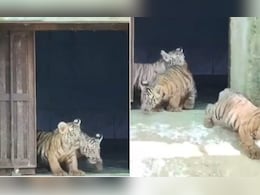 देश में पहली बार एक साथ जन्मे 5 टाइगर शावक, नाहरगढ़ पार्क में दिखी रानी और बच्चों की मस्ती देश में पहली बार एक साथ जन्मे 5 टाइगर शावक, नाहरगढ़ पार्क में दिखी रानी और बच्चों की मस्ती