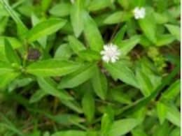 भृंगराज: बालों को बनाए काला और घना, जानें घर पर कैसे बनाएं इसका खास तेल