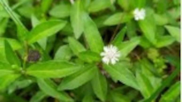 भृंगराज: बालों को बनाए काला और घना, जानें घर पर कैसे बनाएं इसका खास तेल