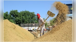 Rs 62,944 Crore Debt, Rotting Grain: Madhya Pradesh Admits To Food Supply Failure