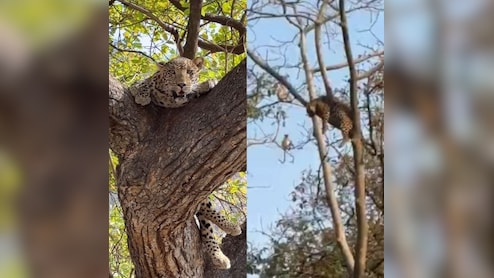 25 फीट ऊंचे पेड़ की शाखा पर आराम फरमाता तेंदुआ, वीडियो देख बोले लोग- ये है जंगल का रॉयल सीन