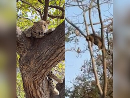 25 फीट ऊंचे पेड़ की शाखा पर आराम फरमाता तेंदुआ, वीडियो देख बोले लोग- ये है जंगल का रॉयल सीन 25 फीट ऊंचे पेड़ की शाखा पर आराम फरमाता तेंदुआ, वीडियो देख बोले लोग- ये है जंगल का रॉयल सीन