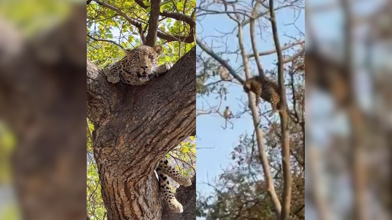 25 फीट ऊंचे पेड़ की शाखा पर आराम फरमाता तेंदुआ, वीडियो देख बोले लोग- ये है जंगल का रॉयल सीन 25 फीट ऊंचे पेड़ की शाखा पर आराम फरमाता तेंदुआ, वीडियो देख बोले लोग- ये है जंगल का रॉयल सीन