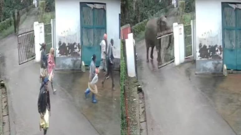 On Camera, Elephant Chases Workers Near Coffee Estate In Karnataka On Camera, Elephant Chases Workers Near Coffee Estate In Karnataka