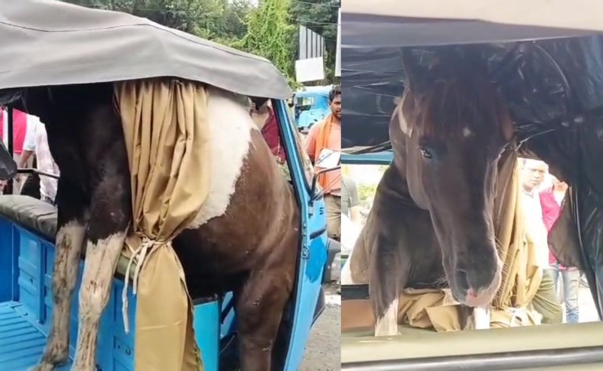 MP: सड़क पर लड़ाई करते करते जब ई-रिक्शा में जा फंसा घोड़ा, पढ़ें फिर क्या हुआ