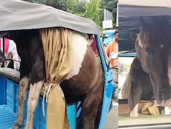 Video: Horses Fight In Madhya Pradesh, One Leaps Into Rickshaw And Gets Stuck
