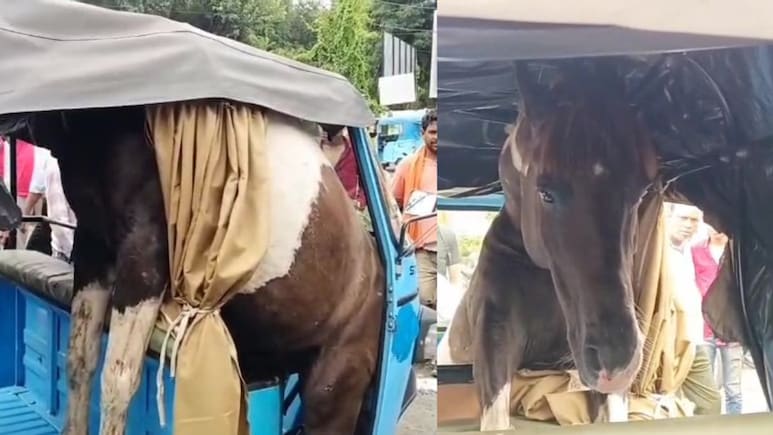 MP: सड़क पर लड़ाई करते करते जब ई-रिक्शा में जा फंसा घोड़ा, पढ़ें फिर क्या हुआ