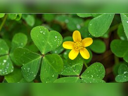 Rajasthan: चांगेरी में चटनी-सूप का स्वाद बढ़ाने का साथ-साथ, छुपा है सेहत का भी राज