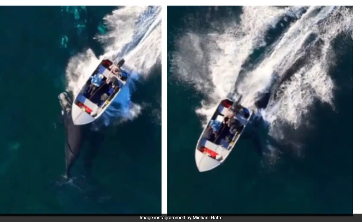 Кадрите с дронове показват, че застрашеният кит теле е ударен от Speedboat: 