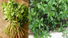 Kulfa Benefits: खरपतवार समझी जाने वाली कुल्फा, जानें कैसे है आपकी सेहत के लिए वरदान?