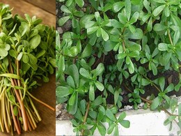 Kulfa Benefits: खरपतवार समझी जाने वाली कुल्फा, जानें कैसे है आपकी सेहत के लिए वरदान? Kulfa Benefits: खरपतवार समझी जाने वाली कुल्फा, जानें कैसे है आपकी सेहत के लिए वरदान?