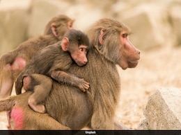 German Zoo Kills 12 Healthy Baboons Over 'Lack of Space,' Sparks Backlash German Zoo Kills 12 Healthy Baboons Over 'Lack of Space,' Sparks Backlash