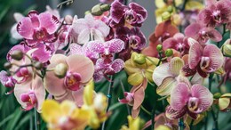 Arunachal Pradesh To Be Named India's Orchid Capital In New Tourism Push