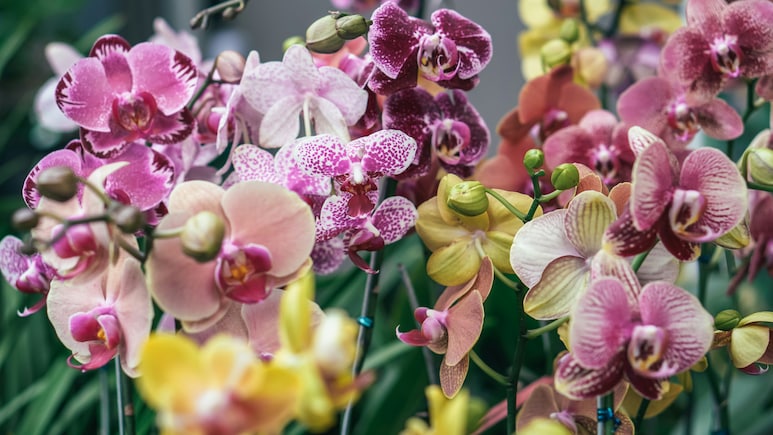 Arunachal Pradesh To Be Named India's Orchid Capital In New Tourism Push Arunachal Pradesh To Be Named India's Orchid Capital In New Tourism Push