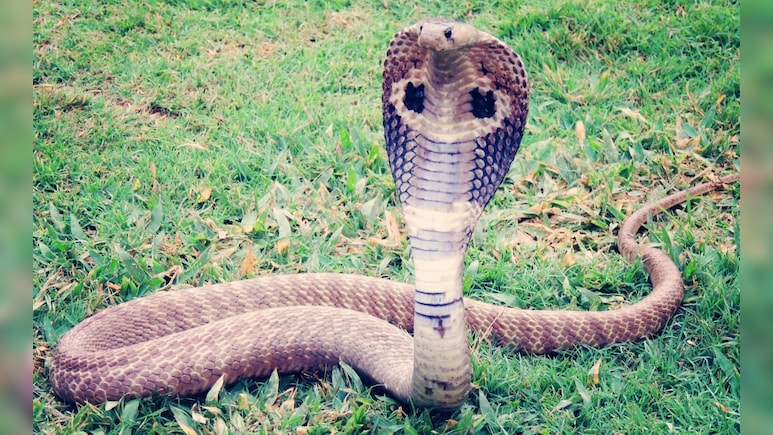 Nag Panchami 2025 : 23 वर्षांनी शिराळा गावकरी जिवंत नागाची पूजा करणार; हजारो वर्षे जुनी परंपरा काय आहे? 