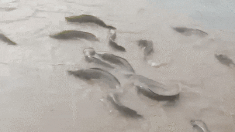 Rajasthan Rain: राजस्थान में बारिश से हालात बेकाबू, शहर बने समंदर, सड़कों पर तैरने लगीं मछलियां