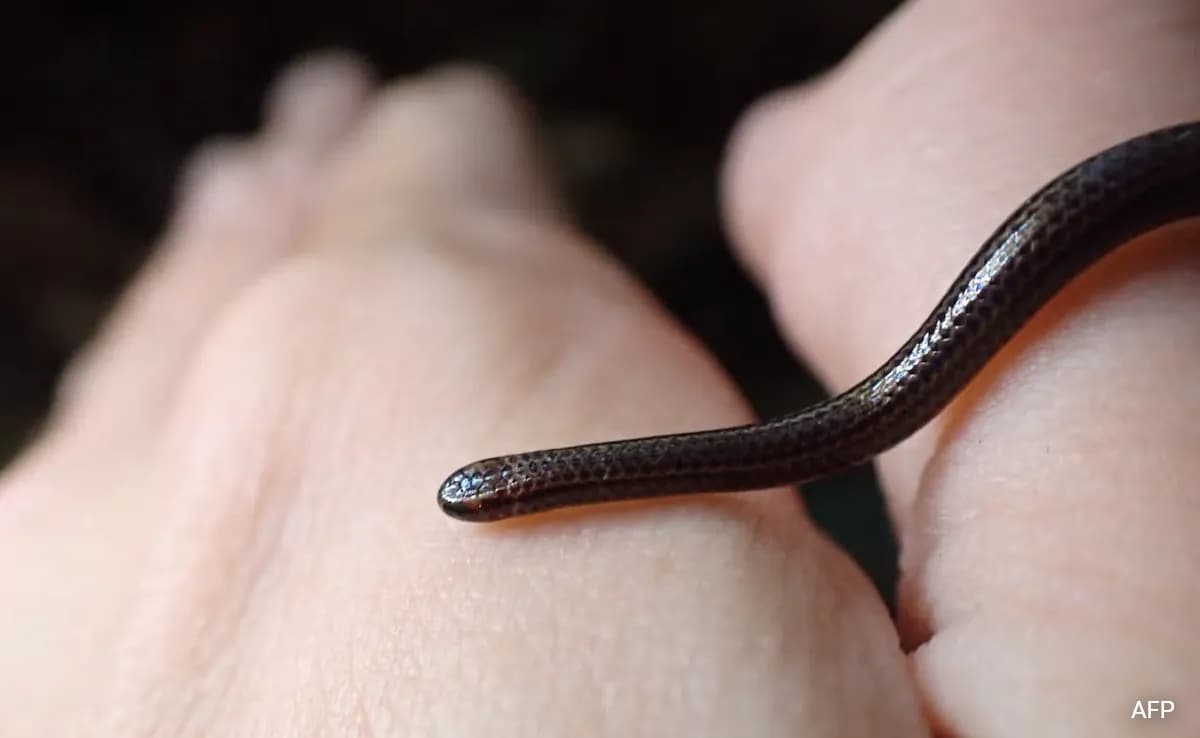 Змия толкова малка че може да се сбърка с червей