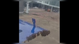 Bees Delay Surat-Jaipur IndiGo Flight. Fliers Wait As Fire Engine Called In