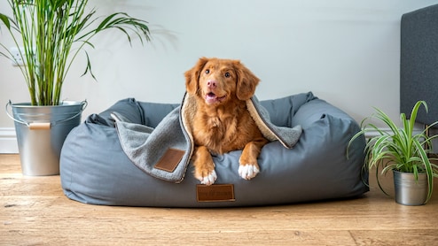अपने प्यारे Pet को दें लग्ज़री आराम वो भी Budget में! खरीदें 3000 रुपये वाले Pet Beds सिर्फ 350 रुपये में!