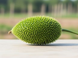 From Heart Health To Blood Sugar Control: 5 Reasons Why You Must Add Kakoda To Your Diet From Heart Health To Blood Sugar Control: 5 Reasons Why You Must Add Kakoda To Your Diet