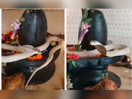 सावन में शिवलिंग से लिपटा 6 फीट लंबा सांप, मंदिर में दिखा अलौकिक दृश्य सावन में शिवलिंग से लिपटा 6 फीट लंबा सांप, मंदिर में दिखा अलौकिक दृश्य