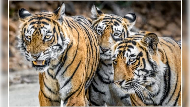उत्तराखंड में हैं कितने टाइगर, जानने के लिए पहले चरण का साइंस सर्वे होगा अक्टूबर में शुरू