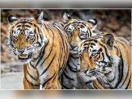 उत्तराखंड में हैं कितने टाइगर, जानने के लिए पहले चरण का साइंस सर्वे होगा अक्टूबर में शुरू उत्तराखंड में हैं कितने टाइगर, जानने के लिए पहले चरण का साइंस सर्वे होगा अक्टूबर में शुरू