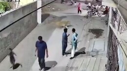 Video: Escaped Pet Lion Attacks Woman And Children On Pakistan Street