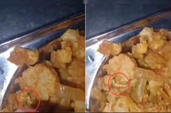 Worm Found In Food At Pune University's Canteen, Students Demand Strict Action Worm Found In Food At Pune University's Canteen, Students Demand Strict Action