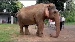 Farewell Elephant Vatsala: A Century Of Grace Ends In Panna Tiger Reserve