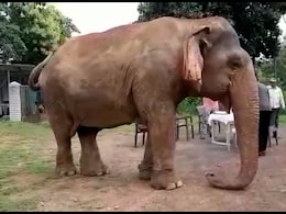 Farewell Elephant Vatsala: A Century Of Grace Ends In Panna Tiger Reserve Farewell Elephant Vatsala: A Century Of Grace Ends In Panna Tiger Reserve