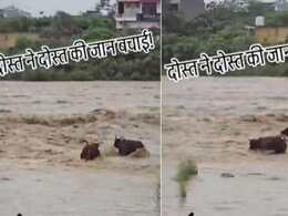 भैंस ने जान दांव पर लगाकर बचाई दोस्त की जान, तेज बहाव वाली में नदी कूदा और फिर... भैंस ने जान दांव पर लगाकर बचाई दोस्त की जान, तेज बहाव वाली में नदी कूदा और फिर...