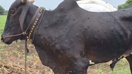 Lumpy Disease in Parbhani : परभणीत लम्पी रोगाचा शिरकाव, शेतकऱ्यांच्या चिंतेत वाढ