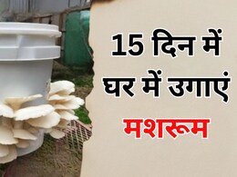 खाने हैं रोज ताजे मशरूम तो 15 दिन में इन 2 चीजों से घर में उगा डालिए कुकुरमुत्ता खाने हैं रोज ताजे मशरूम तो 15 दिन में इन 2 चीजों से घर में उगा डालिए कुकुरमुत्ता