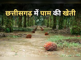 Oil Palm Farming: अब छत्तीसगढ़ के इस जिले में हो रही पाम की खेती, मालामाल हो रहे किसान