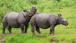 5 Reasons To Visit Kaziranga National Park During Summer