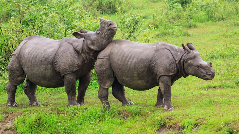 5 Reasons To Visit Kaziranga National Park During Summer