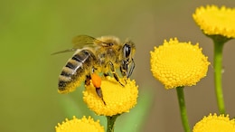 China Builds World's Lightest Mind-Controller That Turns Bees Into Military Cyborgs