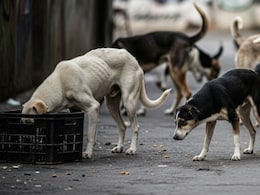 How Can India Resolve Its Stray Dog Crisis? Lessons From Netherlands How Can India Resolve Its Stray Dog Crisis? Lessons From Netherlands