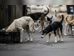 Opinion | 429 Dog Bite Cases A Day, In One Hospital Alone: How Did Delhi Reach Here?