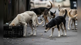 All Stray Dogs In Delhi-NCR To Be Moved To Shelters: Supreme Court's Big Order